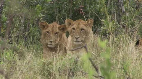 Young lion lying in grass Stock Footage 12650831