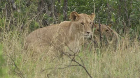 Young lion lying in grass Stock Footage 12650842