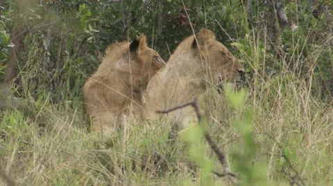 Young lion lying in grass Stock Footage 12650862