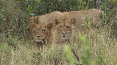 Young lion lying in grass Stock Footage 12650900