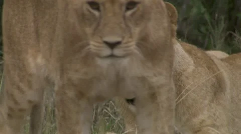 Young lion lying in grass Stock Footage 12651103