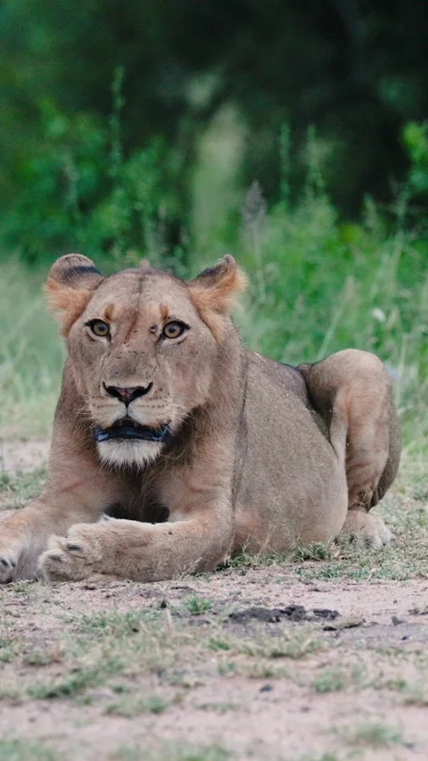 Young Lion Lying On Ground In Greater Kruger National Park South Africa Vídeo Stock 339758841
