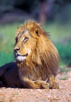 Young lion Foto stock