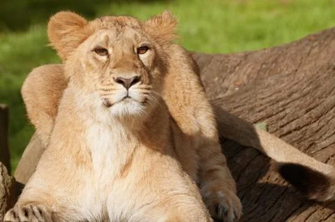 Young lion Stock Photos