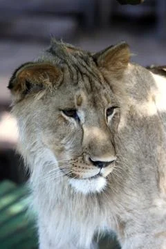 Young Lion Foto stock