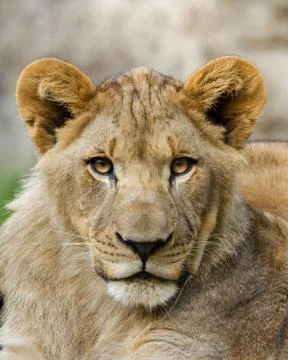 Young Lion Stock Photos