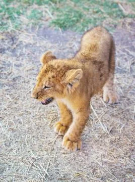 Young lion Stock Photos