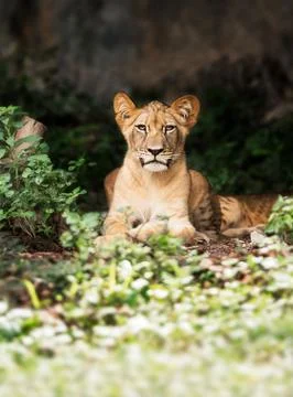 Young lion Foto stock