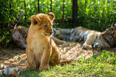 Young lion Stock Photos