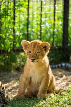 Young lion Stock Photos