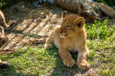 Young lion Stock Photos