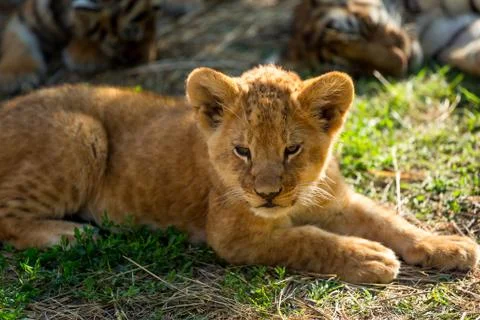 Young lion Stock Photos