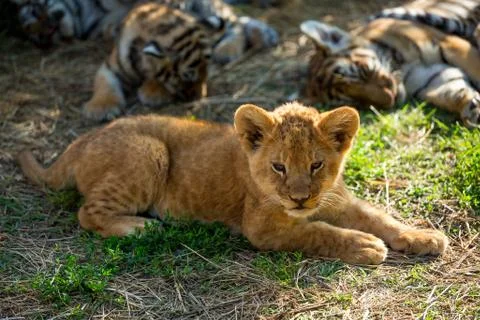 Young lion Stock Photos