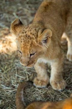 Young lion Stock Photos