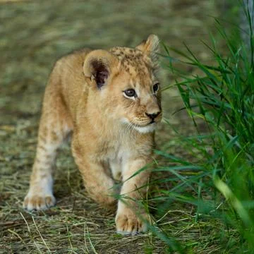 Young lion Foto stock