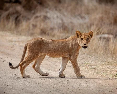 Young Lion Stock Photos