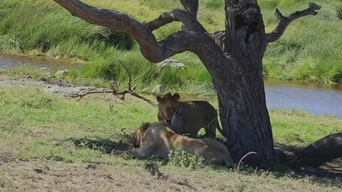 Young Lion resting under a tree Video stock 160541755