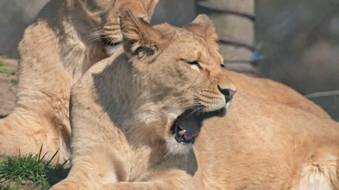 Young lion siblings resting on the ground 動画素材 339078649