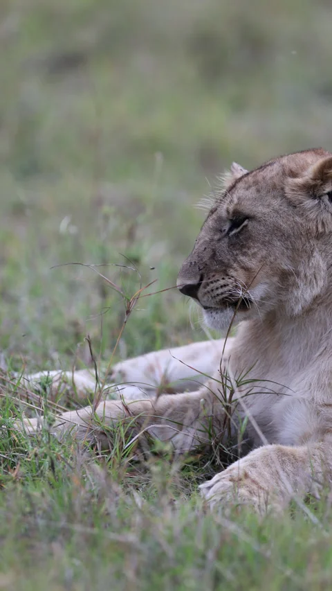Young lion side-profile close-up portrait in grass, Masai Mara Stock Footage 333898667