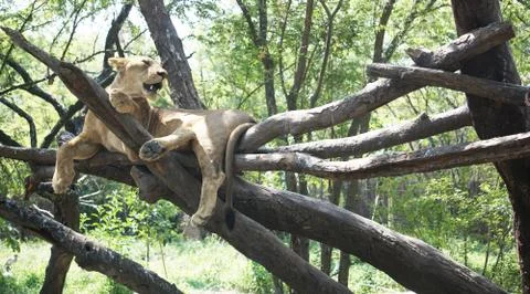 The young lion sitting on the tree. Stock Photos