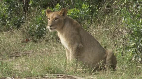 Young lion sitting, walking Stock Footage 12654897