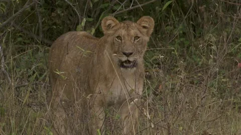 Young lion standing and walking in high grass Stock Footage 12647563