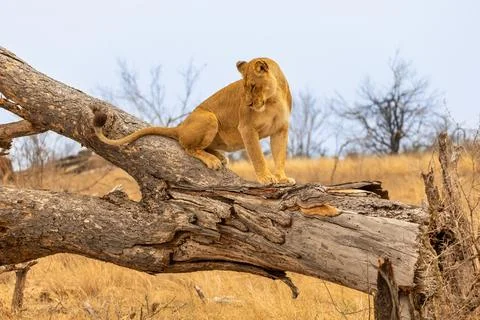 Young Lion Standing on a Fallen Tree in Kruger National Park, South Africa Stock-Fotos