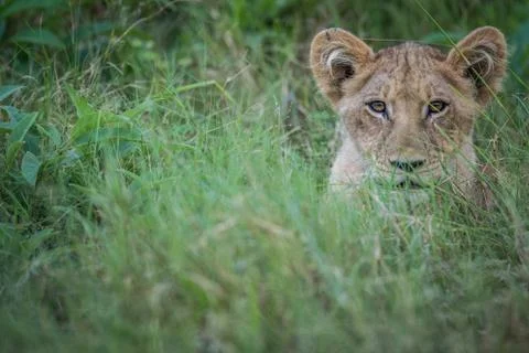 Young Lion starring at the camera. Stock Photos