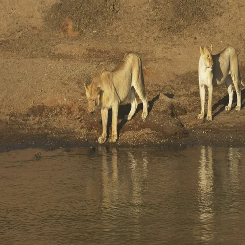 A young lion thinks about testing the water in masai mara, kenya Stock Footage 69323459