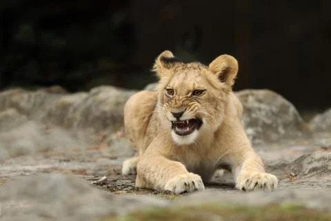 Young lioness cube lying down . Panthera leo. Lion kitten resting Stock Photos