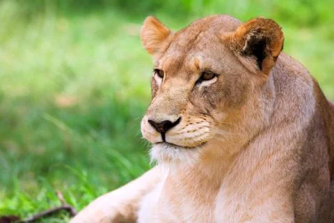 Young lioness lying down in the grass Stock Photos