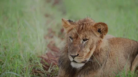 Young lioness lying in grass Stock-Footage 326064958