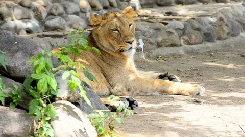 Young lioness rests in shadow Stock Footage 90338252