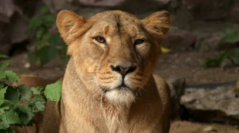 Young lioness in soft light, lying among winded green leaves and looking around. Stock Footage 46387607