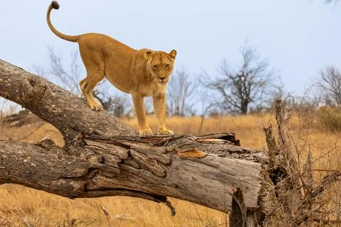 Young Lioness Standing on a Fallen Tree Looks at the Camera in Kruger Natio.. Stock Photos