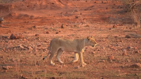 Young lioness walking Video stock 160542289
