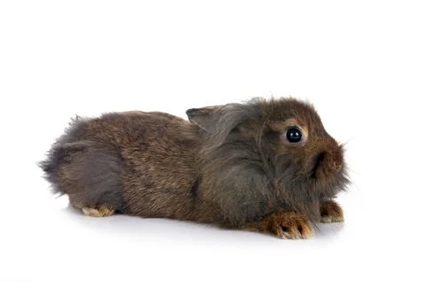 Young Lionhead rabbit Stock Photos