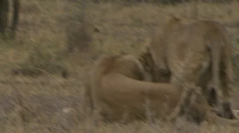 Young lions Stock Footage 12646915