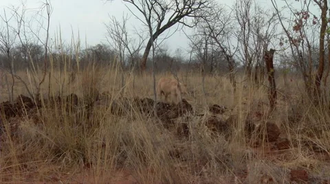 Young Lions 스톡 동영상 47376980