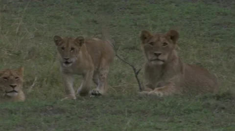 Young lions on grass Stock Footage 12654252