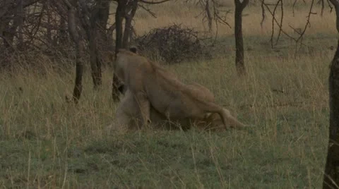 Young lions lying in grass Stock Footage 12656432