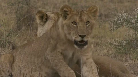 Young lions lying in grass, panting Stock Footage 12646811