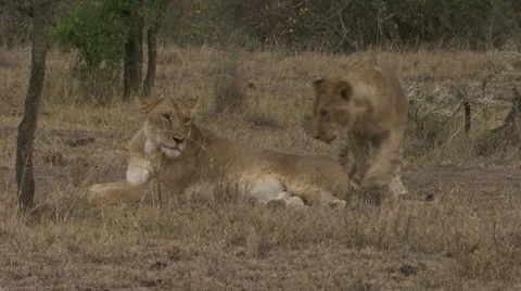 Young lions lying in grass, panting, walking Stock Footage 12647047