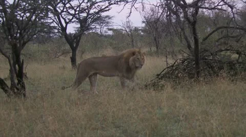 Young lions playing and peeing Stock Footage 12656385