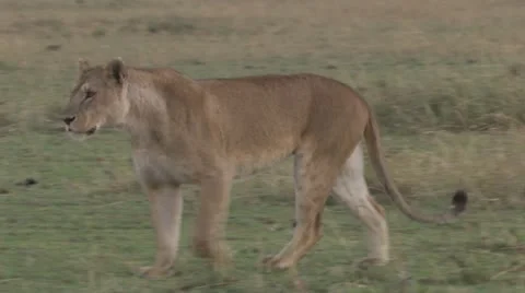 Young lions playing Stock Footage 12658062