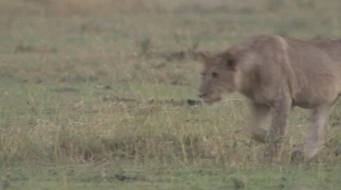 Young lions playing Stock Footage 12658063