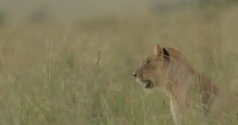 Young lions playing in grass Stock Footage 138069835