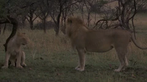 Young lions submissive affectionate towards adult lion Stock Footage 12656379