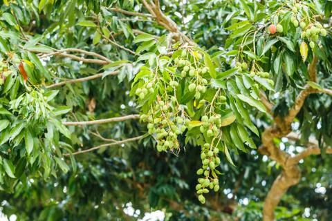 Young litchi on tree Stock Photos