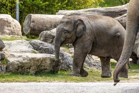 A young little Asian elephant, Elephas maximus also called Asiatic elephant Stock Photos